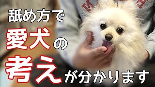 【舐める 犬】最高且つ最重要な犬のボディーランゲージはこの仕草【犬の仕草】