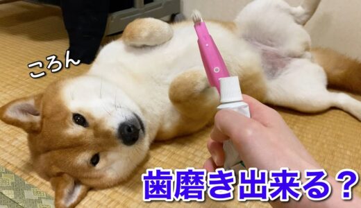 最近｢歯磨き｣という言葉を覚えた犬がお利口さんすぎた。