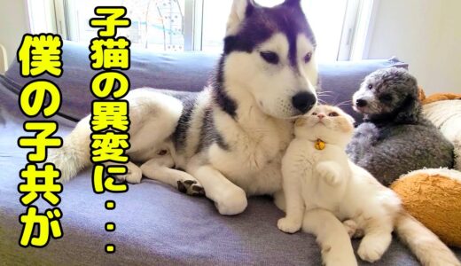 子猫の異変に秒で気づき駆けつけたハスキー犬だったが...