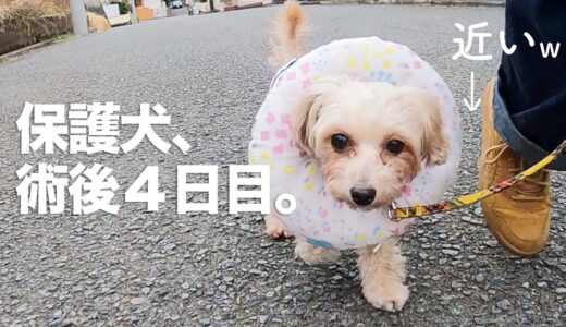 術後4日目、保護犬マルプーのオンとオフ｜Day18