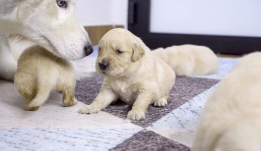 「子犬生後19日目」子犬に会いたくて、全力で子犬のハウスまで走っていたハスキー犬