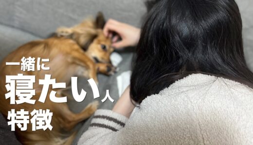 犬が一緒に寝たいと思う飼い主の特徴