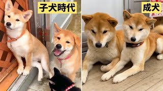 柴犬姉弟が子犬時代と成犬になっても仲良しで可愛い！