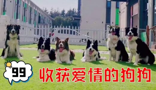 曾经的愣头青，居然收获了爱情和友情【犬道app】