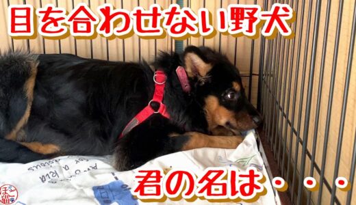 【子犬　保護猫　保護犬】目を合わせようとしない野犬の子