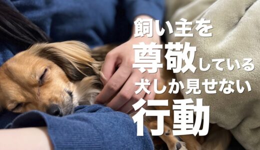 犬が心の底から尊敬している飼い主にしか見せない行動