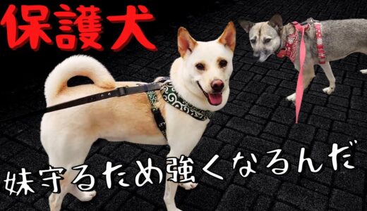 怯え震えていた保護犬竜之助は妹アッチャンの為つよく成長した。20ヶ月後・・