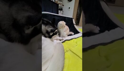 ハスキー犬の行動が子猫を驚かせた瞬間…笑#shorts