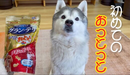 【犬用】おっとっと食べてみた‼︎シベリアンハスキー【めっちゃ美味しい】