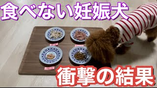 【食べない妊娠犬】何を食べるか検証してみたら衝撃の結果になった