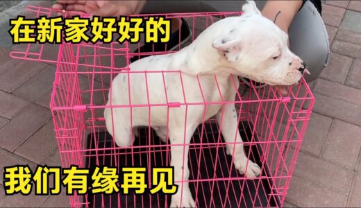 “杀人犬”加纳利即将发往新疆，离别时依依不舍，画面看着好心酸