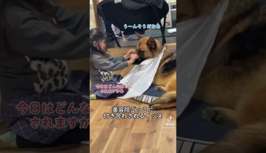 次女と犬の遊びを隠し撮りしてみた結果