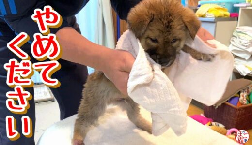 【子犬　保護犬】仔犬たちをシンクで洗いました