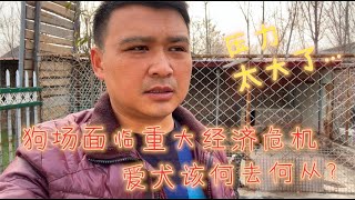 狗场面临重大经济危机，爱犬该何去何从？犬主一番话道破创业艰难