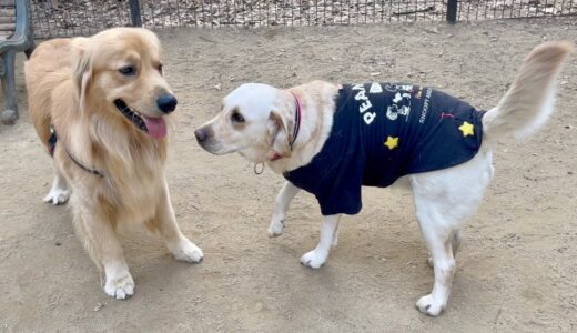 【犬見知り克服】ワンちゃん達との出会いの中で少しずつビスケは成長しています