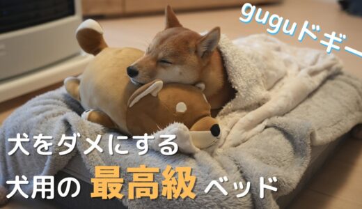 【犬辞めた】犬をダメにする最高級ベッドをプレゼントしてみたらすごかった！｜豆柴と暮らす生活｜豆柴｜guguドギー｜犬用ベッド｜