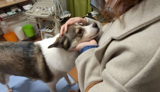 【ご報告】病院へ…【保護犬】原因不明…胃腸が詰まっていた！パパの決意と戦いの始まり！？