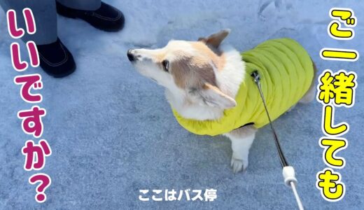 バス待ちに参加して、ほかのお客さんに笑われるコーギー