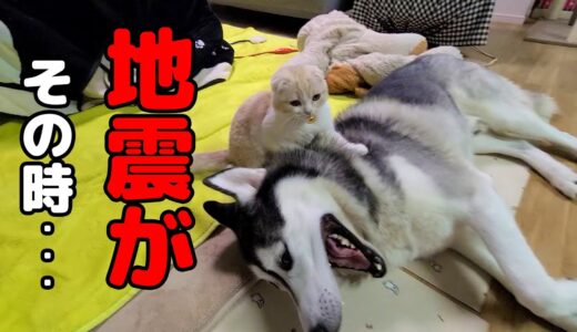 深夜に地震が起きた時の子猫とハスキー犬達が...