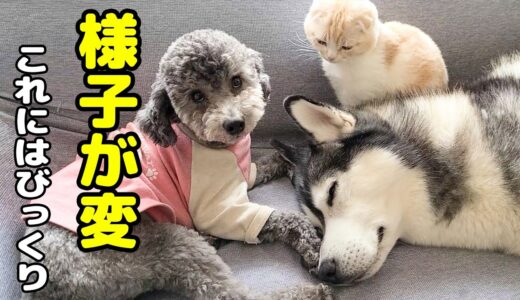 犬の一大事？秒で飼い主に知らせにきた子猫とハスキー犬だったが…