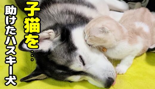 子猫が助けを求めてると思い秒で駆けつけたハスキー犬だったが...