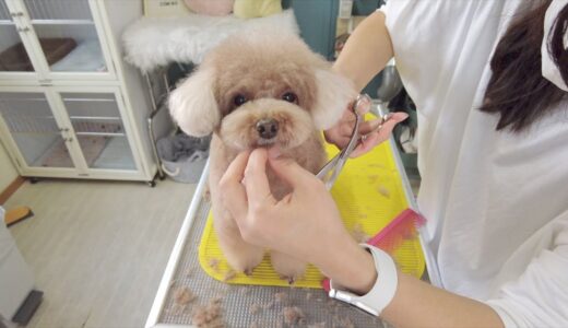 【初潜入】トリミングに密着！ボサボサの犬が綺麗になるまで！【トイプードル】