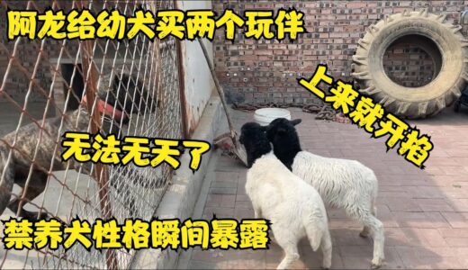 阿龙给杀人犬买两只玩伴，不料狗崽上来就掐，禁养犬性格瞬间暴露