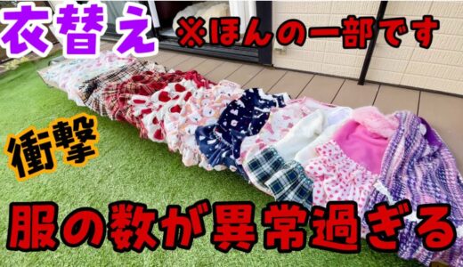 【犬服】あーちゃんとペーの服の数が異常！！　ゴールデンレトリバー