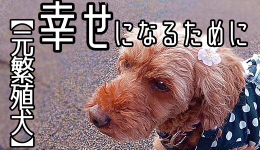 元繁殖犬のハナちゃんがおしえてくれた事。そして、トライアルを２日後に控えた旭きゅんは〇〇拒否？！「vol 185」