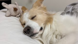 飼い主を一日中看病して眠ってしまった犬の寝顔を見ていたら悪化しました..【添い寝】