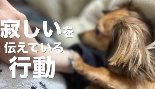 犬が心の底から寂しいを伝えている行動