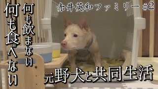 【保護犬】何も食べない、何も飲まない、殺処分寸前だった元野犬カマロ【赤井英和ファミリー】