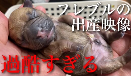 犬の中で最も過酷と言われているフレブルの出産映像と産まれたての子犬達