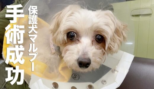 保護犬マルプー、無事退院！安堵の帰宅。｜Day15