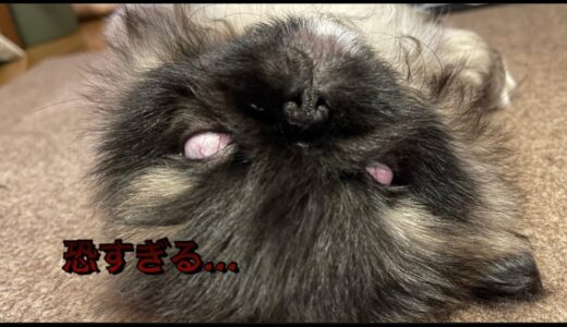 ＃ペキニーズ＃犬＃dog 【寝顔】3ヶ月になったペキニーズ、チャップの寝顔は天使のようにかわいすぎるのですが白目をむくと悪魔がのりうつったかのように恐すぎる………www