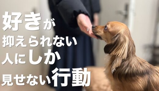 犬が好きな気持ちを抑えられない人にしか見せない行動