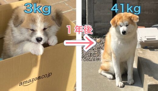 秋田犬ふくまるが3kgから41kgになるまでの成長記録