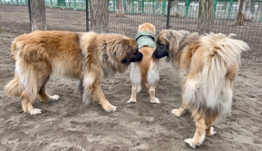 【日本で37頭だけ!?】超大型犬レオンベルガーに挟まれたゴールデンレトリバーがもはや子犬です笑【希少犬種】