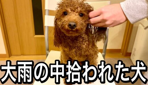 大雨の中拾われた犬。【トイプードル】