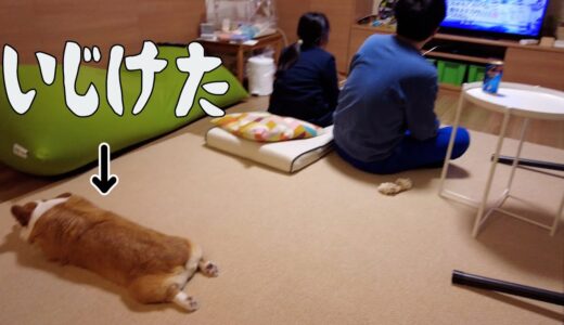 かまってもらえず絶望するコーギー犬【最後はハッピー】