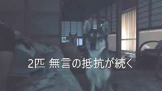 休日の朝は 犬の視線で目が覚める