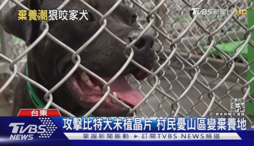 小黑咬小黑! 未植晶片比特犬闖台東山區 咬死家犬｜TVBS新聞