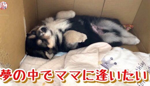 【子犬　保護犬】夢の中でママに逢えたらいいね