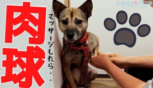 【癒やし】恐怖で怯えた保護犬！それが、肉球マッサージでウトウトして寝ないように戦う・・可愛いw