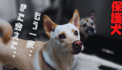 感動の再会【保護犬アッチャン】何度でも立ち上がる犬