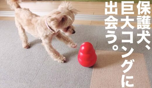 一撃で姉犬を超えた、保護犬の才能。｜Day10