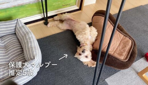 寝方を工夫する保護犬が可愛い。8日目。