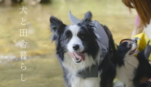 犬と田舎に来て悩んでいる2つのこと…