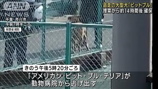 逃走の大型犬「ピットブル」捕獲　捜索から約14時間(2022年4月7日)