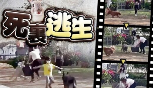 【on.cc東網】女子「寵物公園」放兔　兩犬追咬兔子近1分鐘　終有驚無險